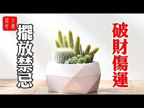 仙人掌放房間